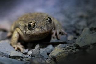 Alyte accoucheur - Crédit photo Clément BLIN - Naturagency