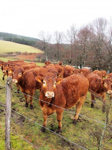 Vaches limousines - Crédit photo PNRML