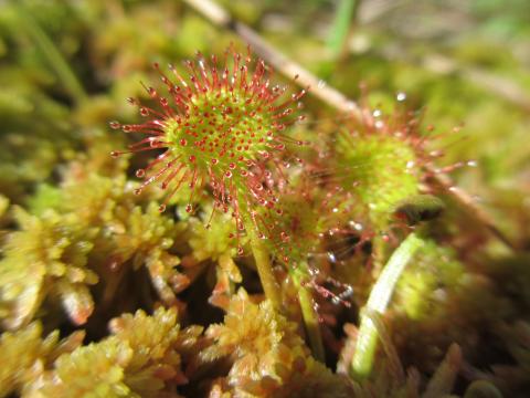 Crosera à feuilles rondes - Crédit photo PNRML