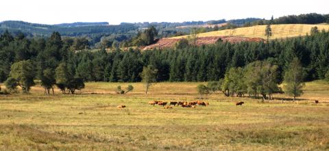 Pâturage - Crédit photo PNRML